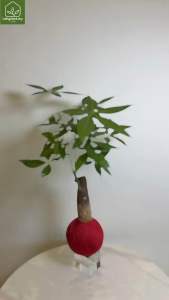 Japanese Kokedama Moss Ball Bonsai | Signature Color Series Indoor Plant | Zen Home Decor | Letsplant 苔藓苔玉球盆栽