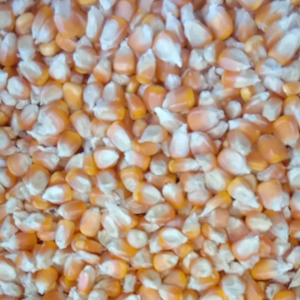1kg benih jagung hibrida perkasa