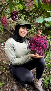 Buah Parijoto Asli Muria Bisa Promil Dan Bumil PerTangkai