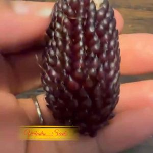 [Virladia Seeds] Biji Benih tanaman Jagung Strawberry Popcorn