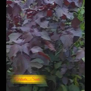 [Virladia Seeds] Biji Benih tanaman Shiso Perilla Merah