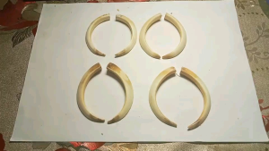 Mặt dây chuyền nanh Lợn mini không gắn chụp bạc thời trang nam nữ .