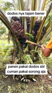 Dodos Sawit Sbl M222a Pro Super Tajam Tanpa Asah Original Malaysia Top A1