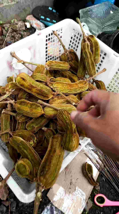 Buah salju 1 kilo + kemasan pot