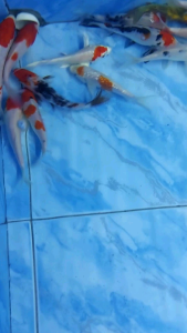 Tancho Koi/Local/Ornamental fish/Freshwater/Readystock
