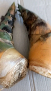 Rebung bambu kuning untuk pengobatan penelitian 1 kg