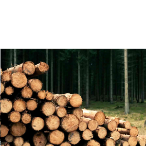 ขอนไม้แบบแท่งท่อนไม้ สำหรับการผ่าตัดท่อนไม้ ในหนึ่งในประโภทที่ดีที่สุด