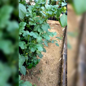 30 BIJI BENIH LEUNCA | LENCA | TERONG PIPIT