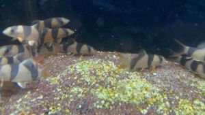 clown loach 三间鼠鱼(2.5+inch)