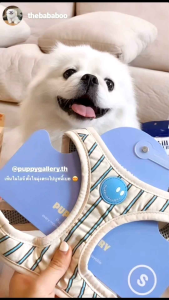 เสื้อรัดอก ฮาเนส สำหรับสัตว์เลี้ยง น้องหมา น้องแมว Puppy Gallery Stripe Daisy Harness - สีครีม/Ivory