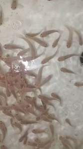 Channa Golden Pulchra Langka 7-8cm live fish rare species