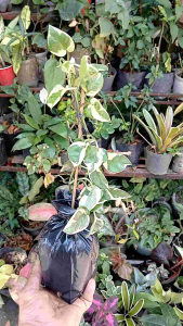 Pothos Njoy (epipremnum aurea njoy) live plant (in 3.5x3.5x10" nursery bag)