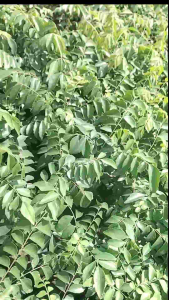 3in1 Bibit Daun Bumbu (Kari - Purut - Salam) - Paket Hemat Bibit Siap Tanam