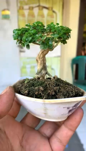 BONSAI SANCANG MINI MURAH CANTIK MEMPESONA