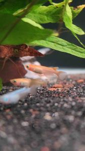 Youkihi Red Medaka Ricefish (Oryzias latipes ‘Youkihi’) Freshwater Decorative Nano Aquarium Tank Fish