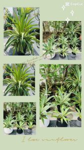 (2ต้น)อากาเว่ปากนกแก้ว Agave Attennuata มีต้นกำเนิดจากประเทศเม็กซิโกและอเมริกาใต้ ทนร้อน ทนแล้ง