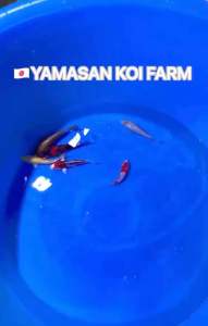 JAPAN KOI 6pcs CNY COMBO OFFER AT RM2888 FROM YAMASAN KOI FARM with FREE SHIPPING & FREE ITEMS !!
