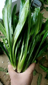 PROMO Walang sangit | Daun Ruku-Ruku Segar 500 gram