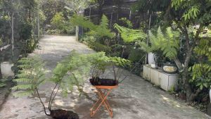 Dương xỉ culi trồng kiểng (củ giống)