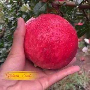 [Virladia Seeds] Biji Benih tanaman Delima Merah