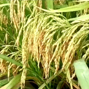 Benih padi Unggul Ir mutiara super kemasan 10KG