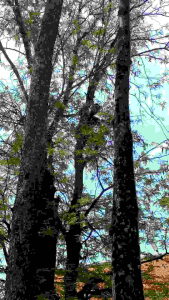 1ใน9ไม้ กาฝากต้นมะขาม กาฝากหายากมาก