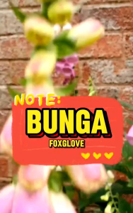 (KEMASAN PREMIUM) BIJI | BENIH BUNGA FOXGLOVE ( isi -+5.000 butir)