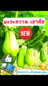 มะระหวานฟักแม้วอ่อนๆ🔥 เซต10ลูกแถม1ลูก🔥 สดๆจากเจ้าของสวนเอง เก็บใหม่ทุกวัน