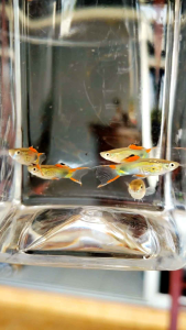 (12.12 Buy 1 Pair Free 1 Pair) Campoma no.48 "Black Green" - Poecilia wingei | Guppy | Peacock Fish