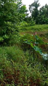 ใบบัวหลวงสด คัดพิเศษ 10 ใบ ขนาด 50 ซม. ใหญ่ สะอาด พร้อมใช้งาน เหมาะสำหรับทำอาหาร ห่อข้าว ตกแต่ง“ปลอดสาร” / “สดใหม่จากสวน” / “จัดส่งทุกวัน”