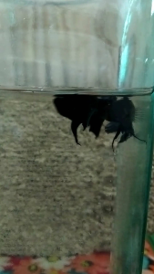 ปลากัดอินโดผสมมาเล, ดุดัน, คม+อึด+ทน, บ่อ. จ.444, ชาย, สีน้ำเงิน, ประกันสินค้า