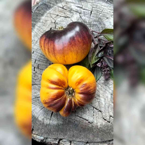 6 BIJI BENIH TOMAT BEEFSTEAK JUMBO SART ROLOISE