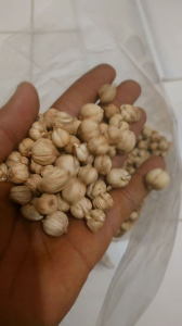 Kapulaga Jawa Kering 1kg Lokal Wonosobo Kapol Cardamon Rempah Bumbu Masak Kesehatan Obat Herbal