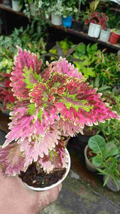 Coleus Pinkplosion vibrant medium-vigor foliage plant with striking serrated hot pink leaves in polybag.