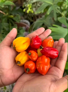 10 BUTIR BIJI/BENIH CABE SUPER PEDAS HABANERO MIX WARNA (ORANGE HABANERO & RED SAVINA HABANERO)