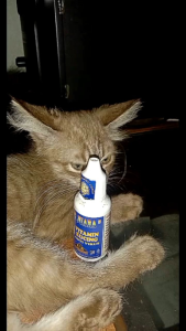 Vaksin Kucing & Obat Anti Virus: Meningkatkan Imun Daya Tahan Tubuh Kucing