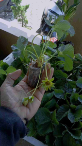 Bibit Tanaman strawberry Manohara buah besar dan lebat