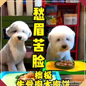 2026/5月 Zhouji Super Big Size Pet MeatLoaf Freeze- Dried Pet Dog Cat Snack Food拙极主食超级大大肉饼凍幹 宠物食品生骨超大肉饼貓狗宠物营养主食独立包装kuching Anjing