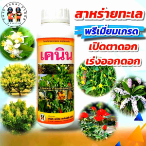 [2 แถม 1] ตราเงาะคู่ เคนิน สาหร่ายทะเล ฮอร์โมนเร่งดอก เปิดตาดอก กระตุ้นออกดอก