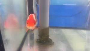 RW RANCHU GOLDFISH SPECIAL SELECTION 13/15cm RM588 per piece