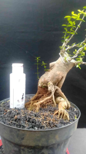 Prospek Aksesoris Perhiasan Unik: Anting Bonsai Putri Bonggol