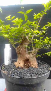 Bonsai anting putri prokar bahan prospek