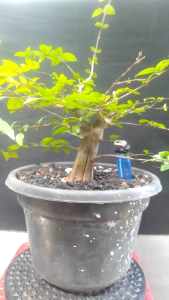 Bonsai anting putri mame prokar