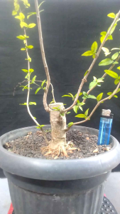 Bahan Bonsai Anting Putri Prokar Mame