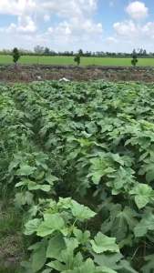 Hạt giống ĐẬU BẮP CAO SẢN NH-974 ( gói 50g)