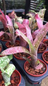 Billbergia Hula Auwana Plants ( 積水风梨/bromeliad ) Auwana Plant - Lazada