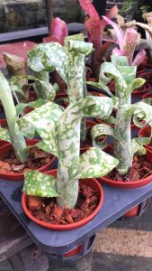 Billbergia Leptopoda ( 積水风梨/bromeliad )