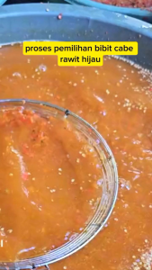 200-+Bibit  Benih biji Cabe rawit Super Unggul paket hemat