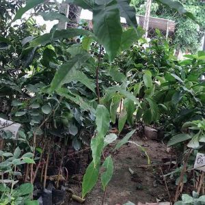 Cây vũ sữa Hoàng kim(90-11m) cây to. Trái màu vàng ăn rất ngọt. Giống mới của viện