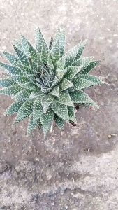 Haworthia Aristata Plant